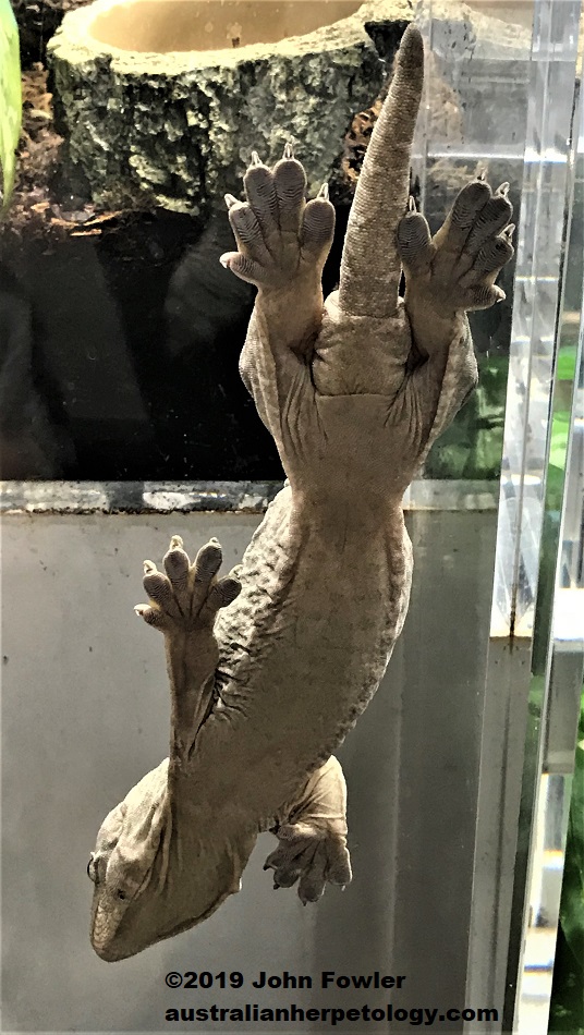 New Caledonian Giant Gecko Rhacodactylus leachianus